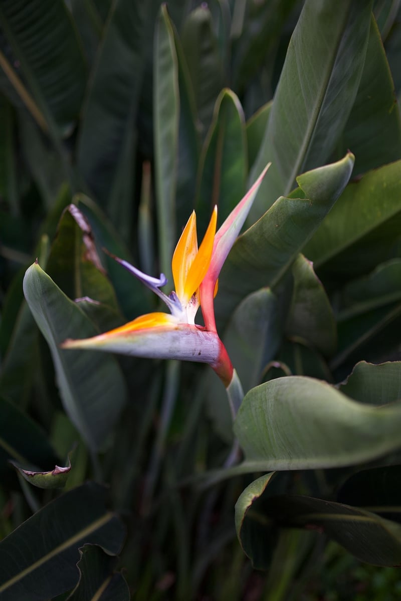 Garden Paradise